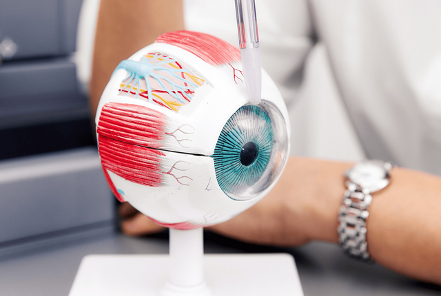 Modell eines Auges in der Anpassung – Abrechnung für Kunstaugeninstitute mit NOVENTI.
